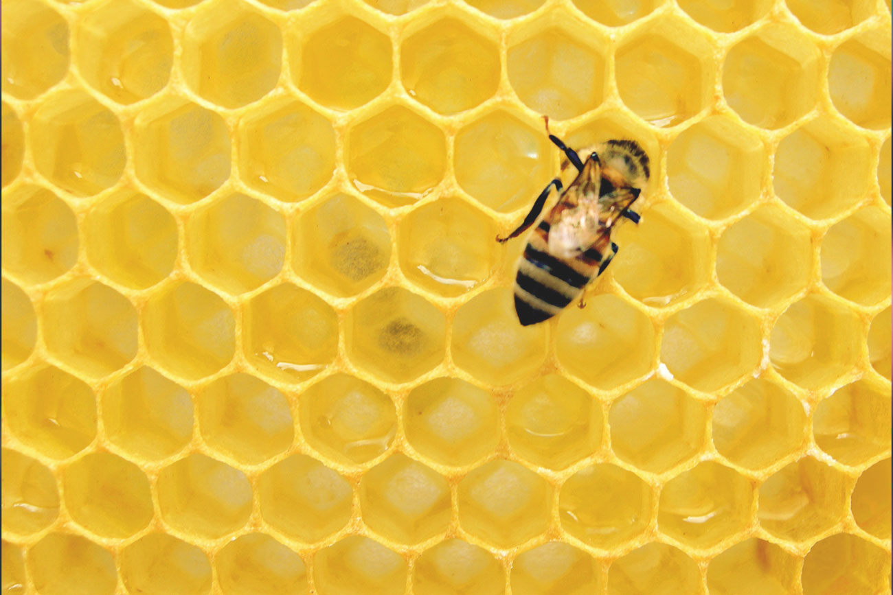 abelhas auxiliam câncer