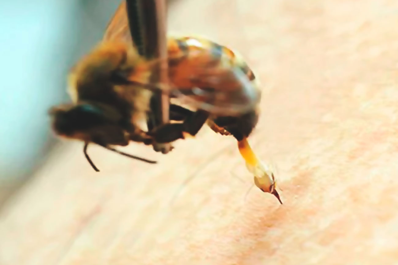 abelhas veneno