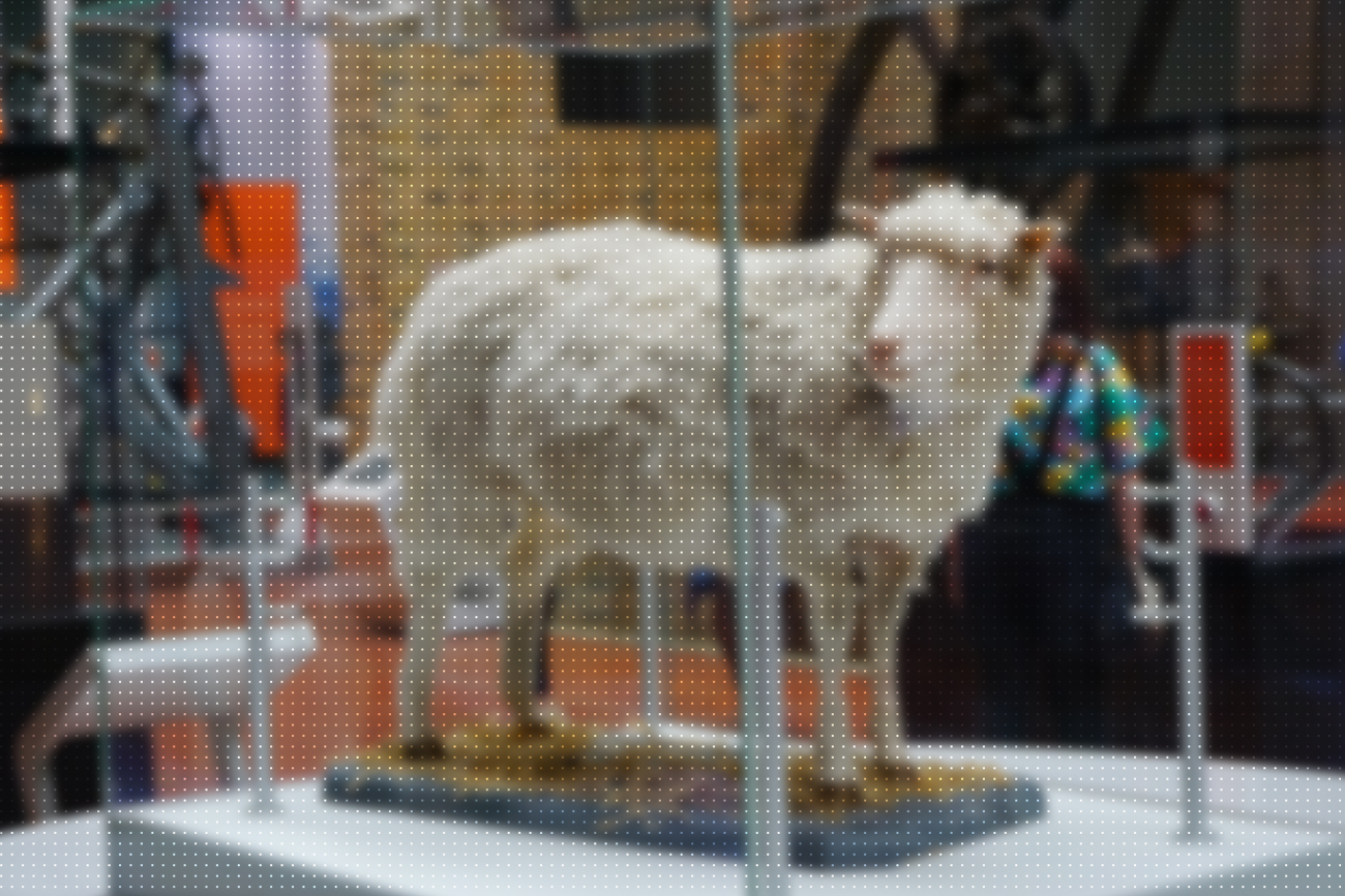 O caso da Ovelha Dolly e a genética | Blog Unigran EAD