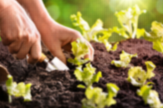 Como preparar o solo para cultivar hortaliças?