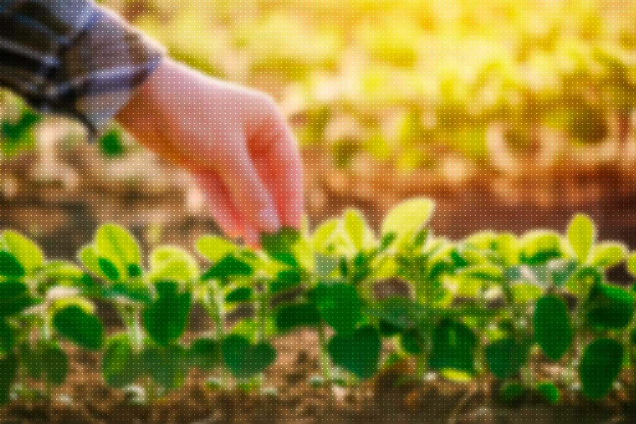 Agricultura 4.0: Um setor cada vez mais tecnológico! | Blog Unigran EAD