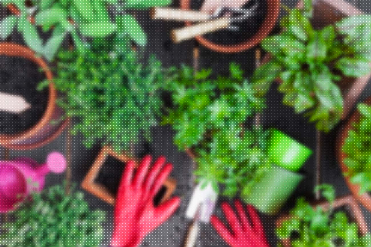 Jardinagem: dicas e benefícios de aderir | Blog Unigran EAD
